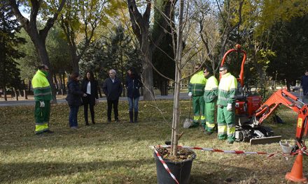 El Ayuntamiento planta 75 árboles de cinco nuevas especies en el parque de las Tres Culturas que aumentarán su valor ornamental