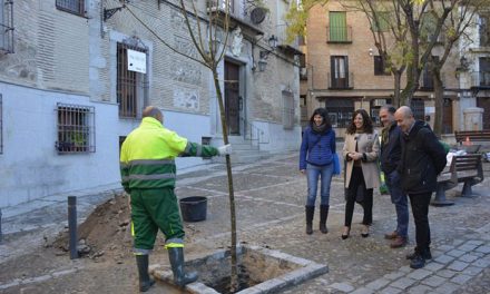 El Ayuntamiento planta nuevos árboles en las plazas de San Vicente y San Justo y el paseo de San Cristóbal