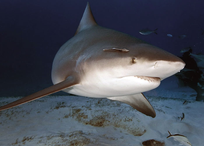 Algunas curiosidades sobre los tiburones