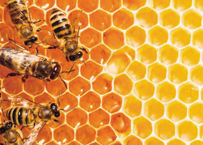 Sobre abejas y las celdas de los panales