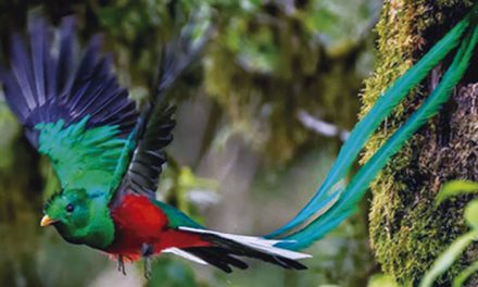 El Quetzal, Ave Nacional de Guatemala