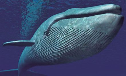 La ballena más grande del mundo