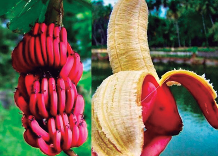 Llega el plátano rojo